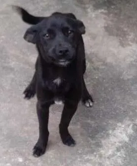 Cachorro ra a vira lata idade 2 a 6 meses nome buddy