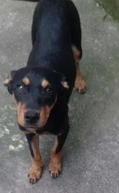 Cachorro raça vira lata(mistura só não sei a raça do pai) idade 2 a 6 meses nome Mel