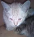 Filhotinhos