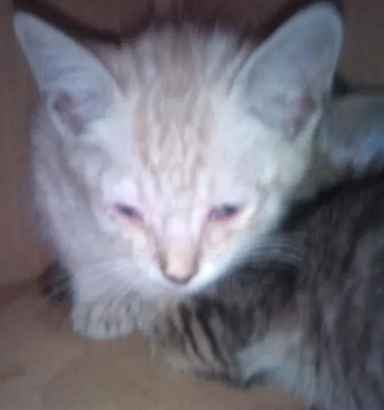 Gato ra a  idade Abaixo de 2 meses nome Filhotinhos