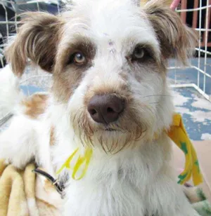 Cachorro raça SRD idade 1 ano nome Boneca