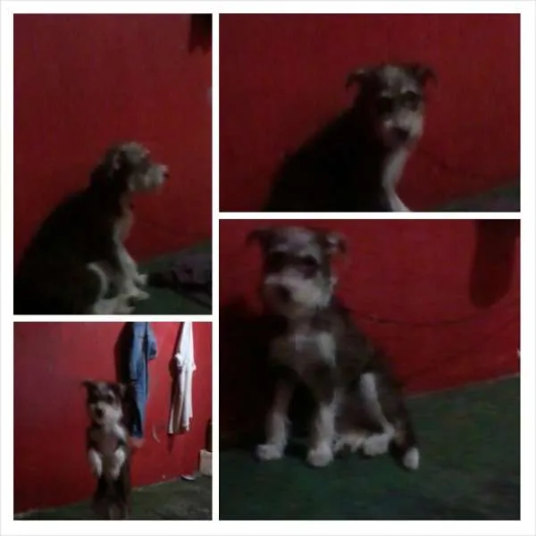 Cachorro raça Shnauzer Mix idade  nome Lindo