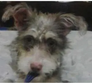 Cachorro raça Shnauzer Mix idade  nome Lindo