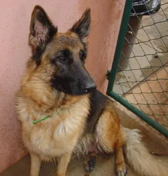 Cachorro ra a Pastor Alemão idade 6 ou mais anos nome Katina