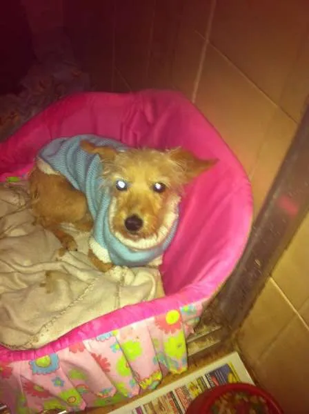 Cachorro ra a não tem  idade 1 ano nome não tem 