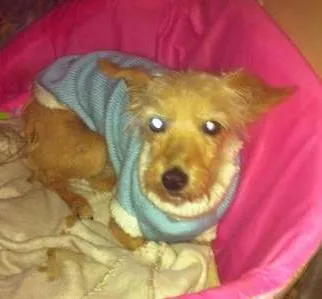 Cachorro ra a não tem  idade 1 ano nome não tem 