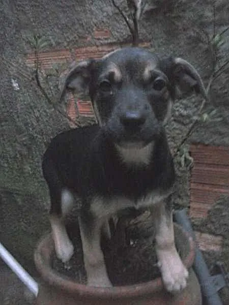 Cachorro ra a não tem  idade 2 a 6 meses nome não tem 