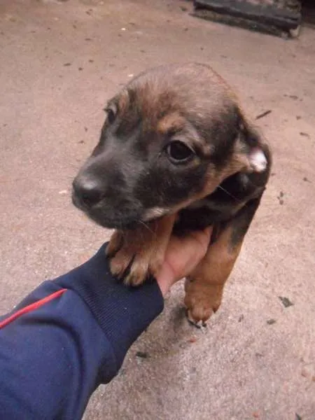 Cachorro ra a não tem  idade 2 a 6 meses nome não tem 