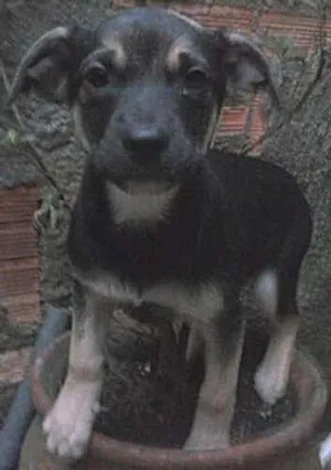 Cachorro raça não tem  idade 2 a 6 meses nome não tem 