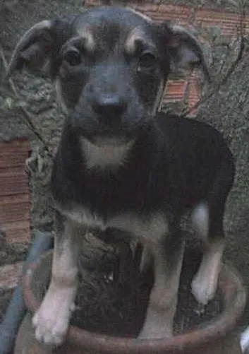 Cachorro ra a não tem  idade 2 a 6 meses nome não tem 