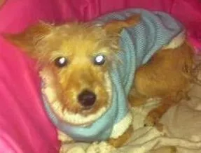 Cachorro ra a não tem  idade 1 ano nome não tem 