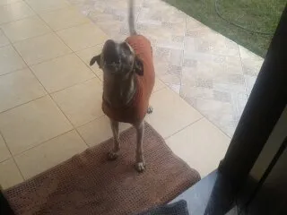 Cachorro ra a pasto.viralata idade 4 anos nome GRANDAO