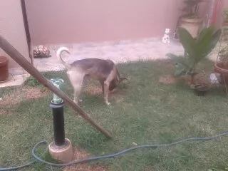 Cachorro ra a pasto.viralata idade 4 anos nome GRANDAO