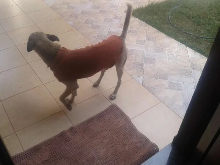 Cachorro ra a pasto.viralata idade 4 anos nome GRANDAO