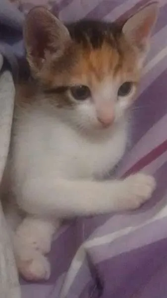 Gato ra a SRD idade 2 a 6 meses nome giba