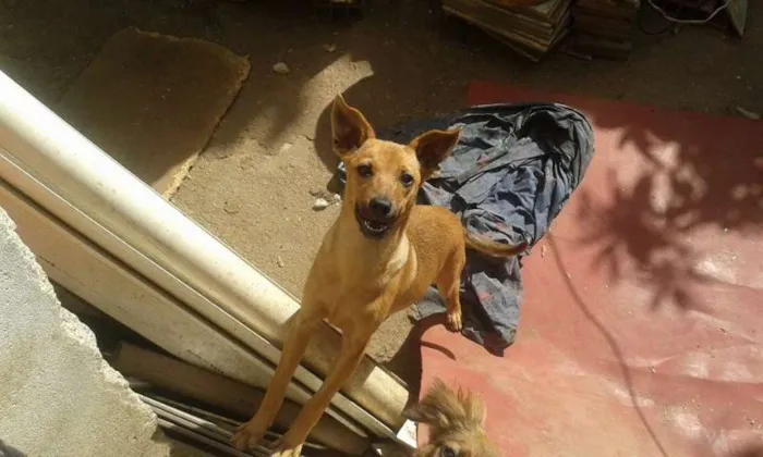 Cachorro ra a vira-lata idade 2 a 6 meses nome dodoi