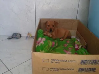 Cachorro ra a MISTURADO idade Abaixo de 2 meses nome ESCOLHER