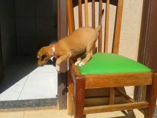 Cachorro ra a MISTURADO idade Abaixo de 2 meses nome ESCOLHER
