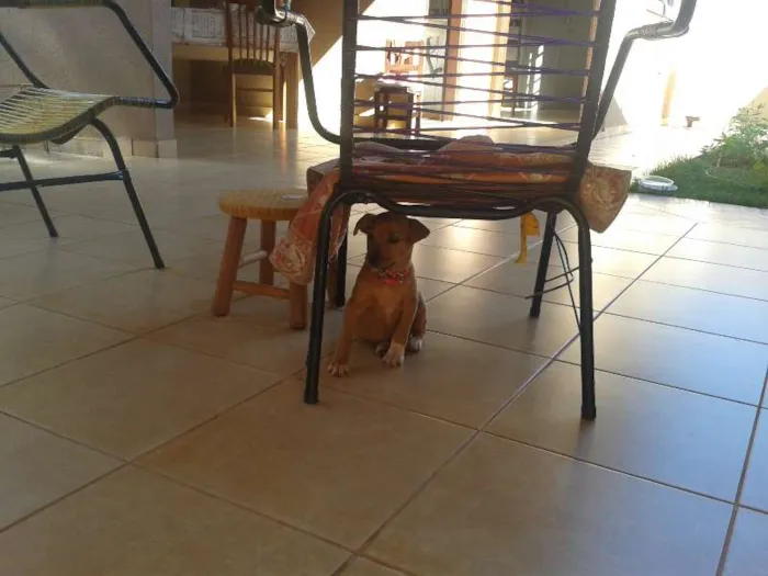 Cachorro ra a MISTURADO idade Abaixo de 2 meses nome ESCOLHER