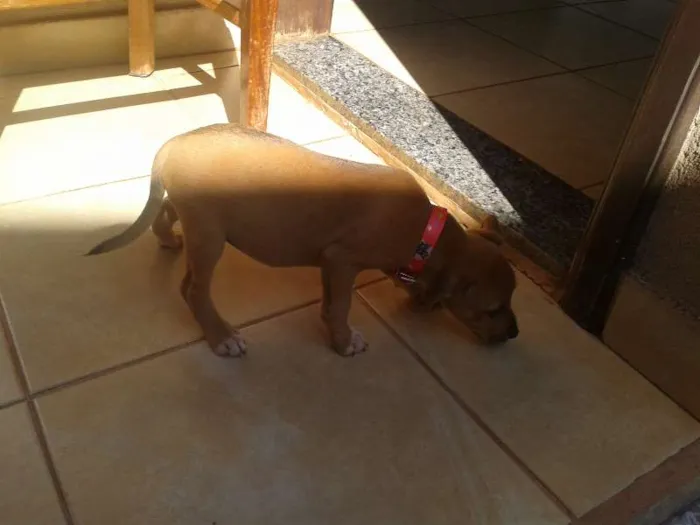 Cachorro ra a MISTURADO idade Abaixo de 2 meses nome ESCOLHER