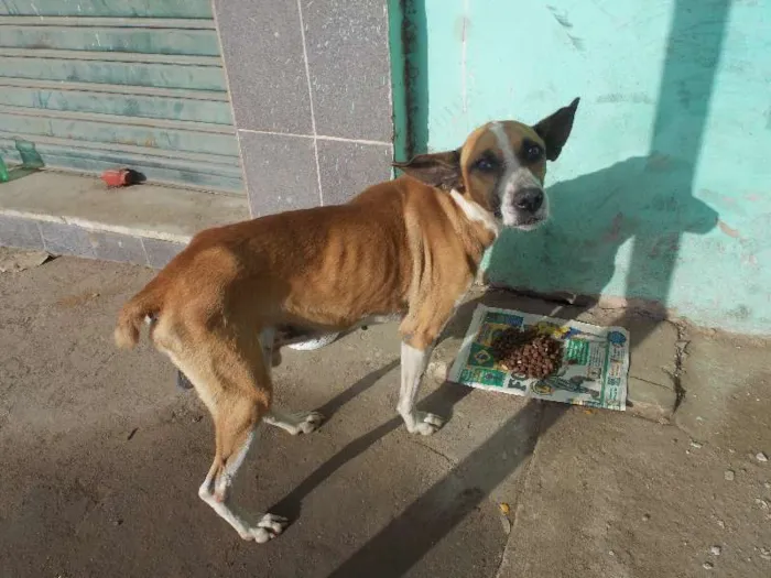Cachorro raça SRD idade 3 anos nome Vitorio