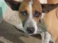 Vitorio