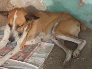 Cachorro raça SRD idade 3 anos nome Vitorio