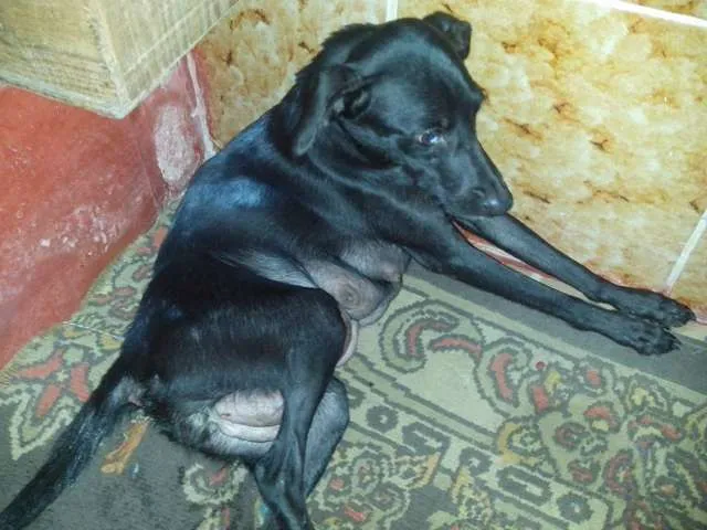 Cachorro ra a SRD idade 3 anos nome Flor de Lotus 