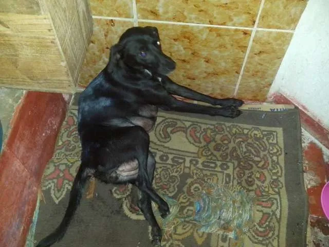 Cachorro ra a SRD idade 3 anos nome Flor de Lotus 