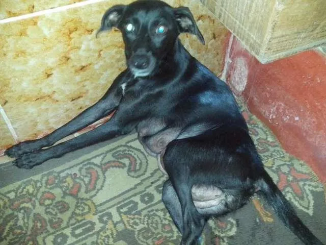 Cachorro ra a SRD idade 3 anos nome Flor de Lotus 