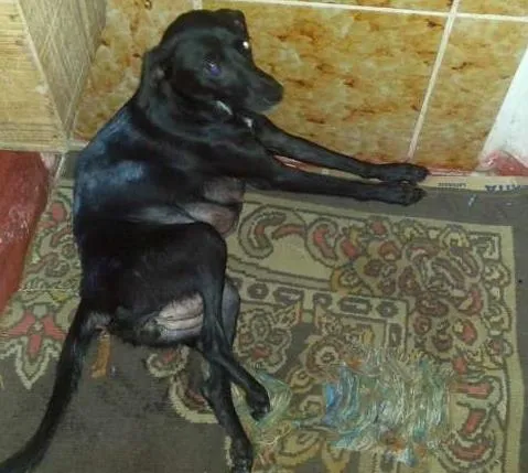 Cachorro ra a SRD idade 3 anos nome Flor de Lotus 