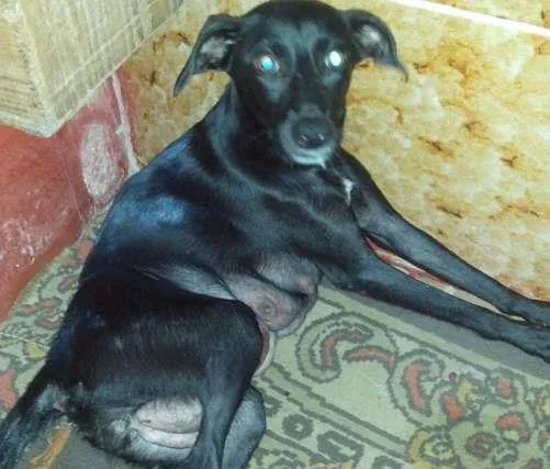 Cachorro ra a SRD idade 3 anos nome Flor de Lotus 