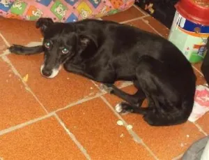 Cachorro raça SRD idade 2 anos nome Pretinho