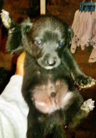 Cachorro ra a  idade 2 a 6 meses nome Susy! 