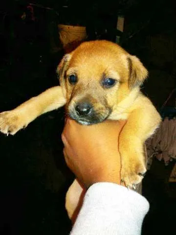 Cachorro ra a  idade 2 a 6 meses nome Susy! 