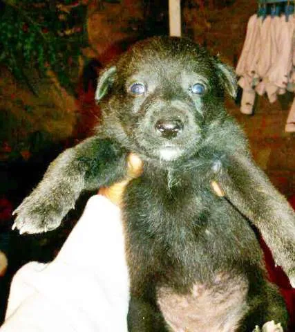 Cachorro ra a  idade 2 a 6 meses nome Susy! 