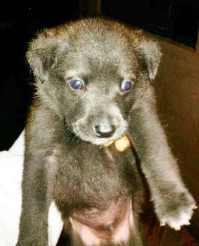 Cachorro ra a  idade 2 a 6 meses nome Susy! 
