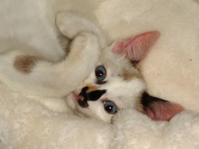 Gato ra a SRD idade 2 a 6 meses nome Jamile