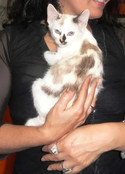 Gato ra a SRD idade 2 a 6 meses nome Jamile