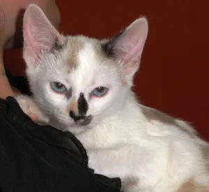 Gato raça SRD idade 2 a 6 meses nome Jamile