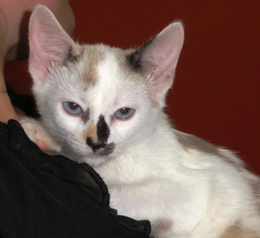 Gato ra a SRD idade 2 a 6 meses nome Jamile