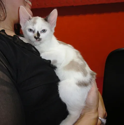 Gato ra a SRD idade 2 a 6 meses nome Jamile