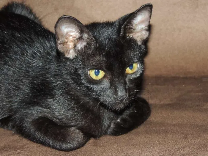 Gato raça  idade 2 a 6 meses nome Cristal