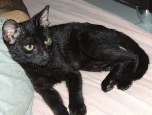 Gato raça  idade 2 a 6 meses nome Cristal