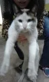 Gato ra a SRD idade 7 a 11 meses nome Tifany