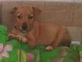 Cachorro ra a MISTURADO idade Abaixo de 2 meses nome ESCOLHER