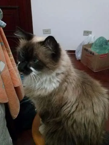 Gato ra a  idade  nome Mimi