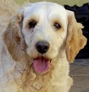 Cachorro raça Cocker idade 4 anos nome KIARA