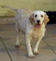 KIARA