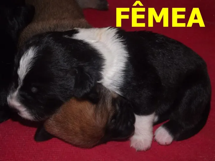 Cachorro ra a a mãe e shipdog com vira lata idade  nome filhotes